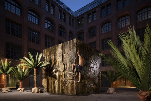 Areca Palmen Areca 3,5m